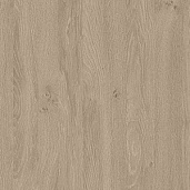 Дуб Светлый